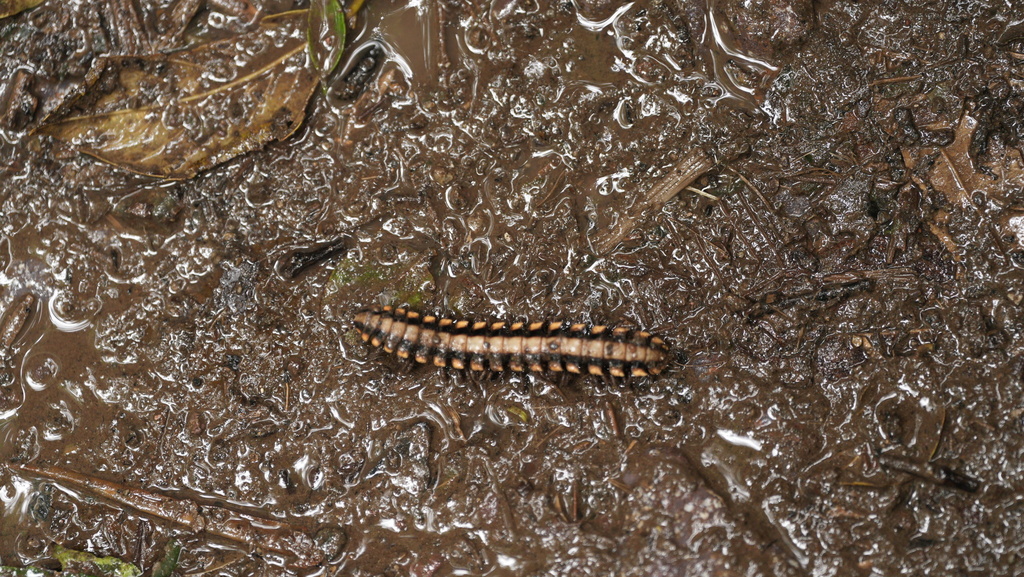Python Millipede from Monteverde Cloud Forest Reserve, San Ramon ...