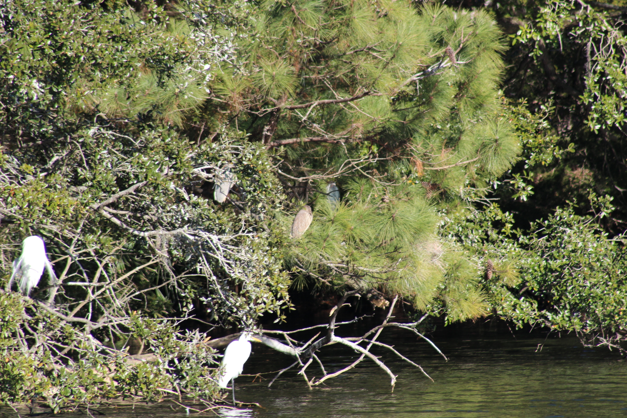 Black-crowned Night Heron (Nycticorax nycticorax), photo 4