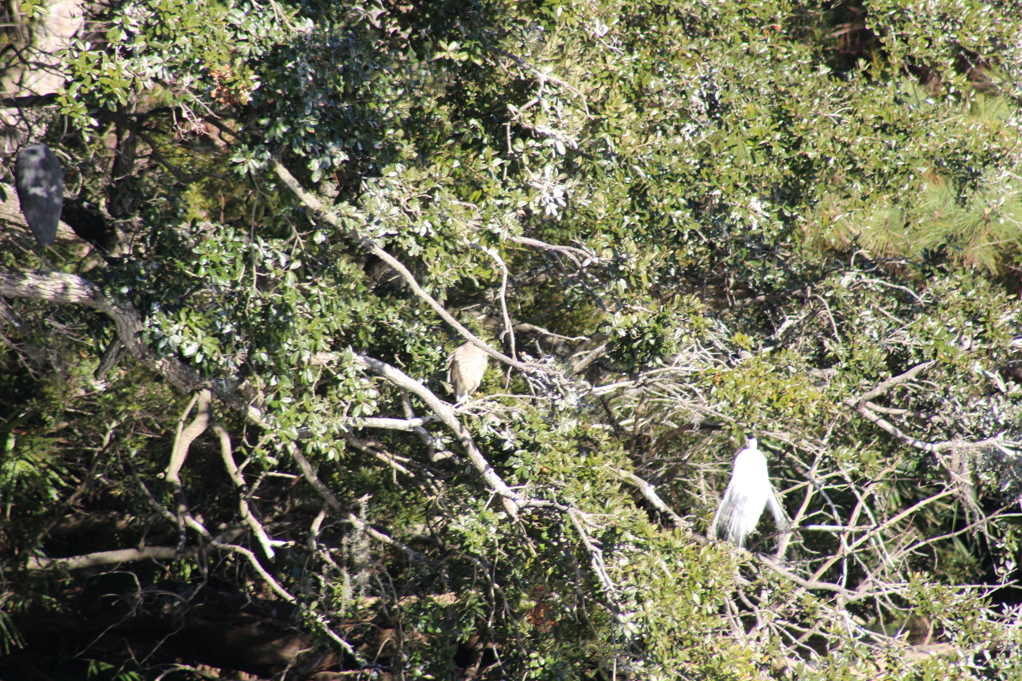 Black-crowned Night Heron (Nycticorax nycticorax), photo 5