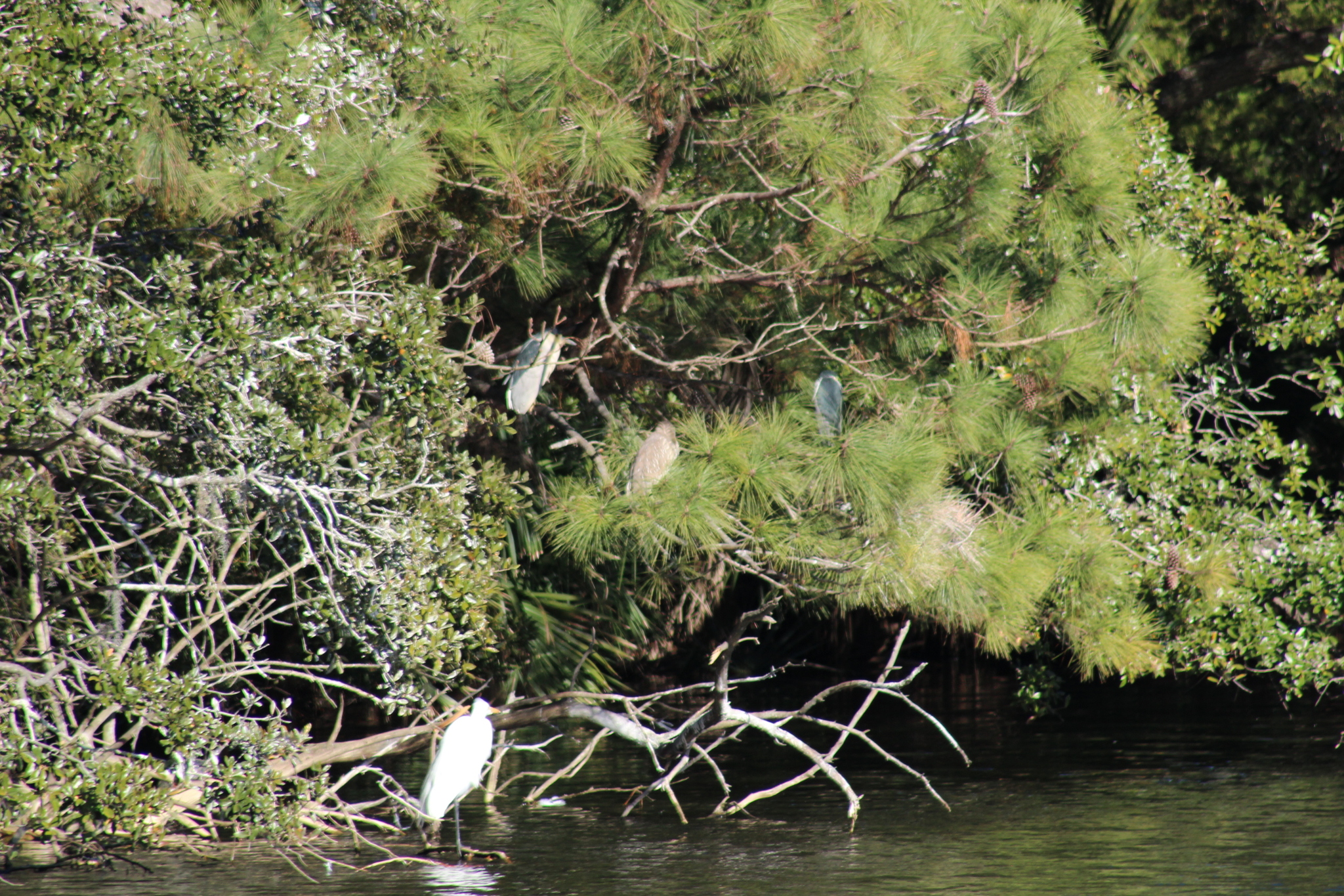 Black-crowned Night Heron (Nycticorax nycticorax), photo 7