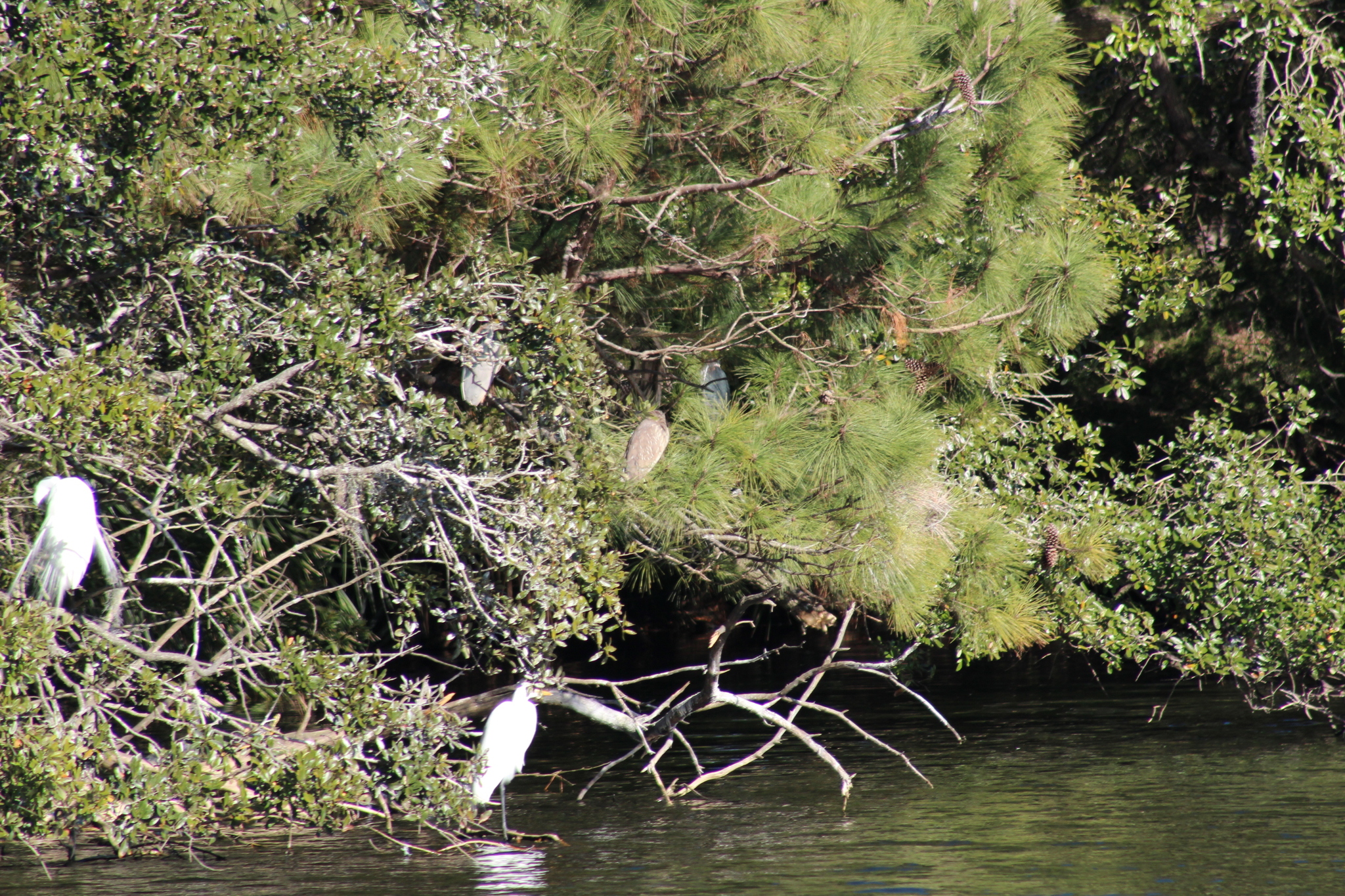 Black-crowned Night Heron (Nycticorax nycticorax), photo 6