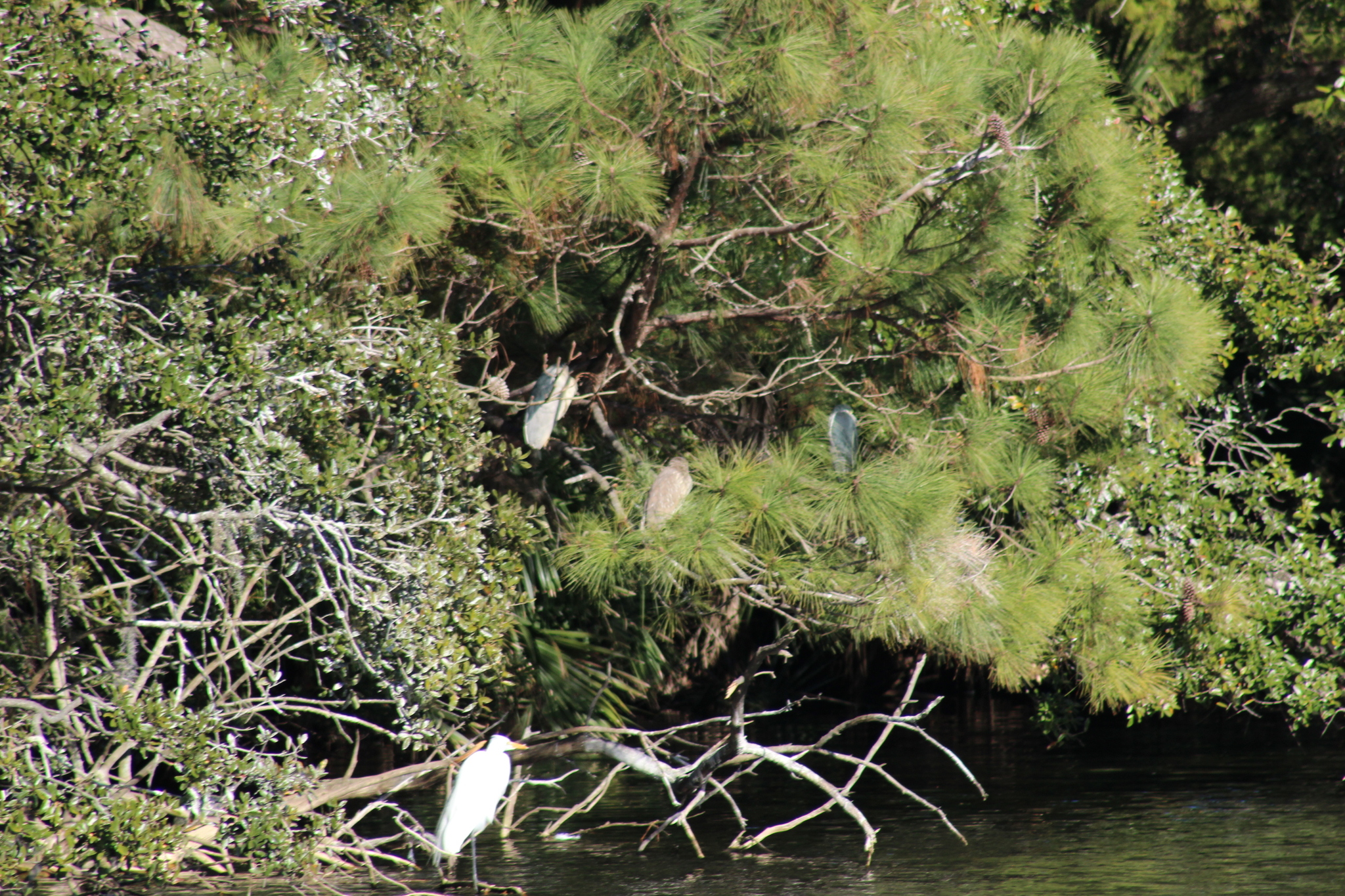 Black-crowned Night Heron (Nycticorax nycticorax), photo 8