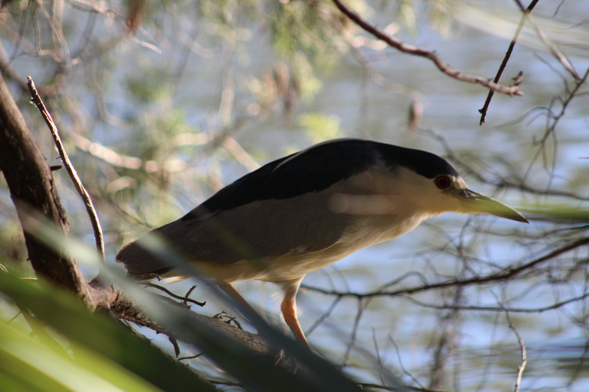 Black-crowned Night Heron (Nycticorax nycticorax), photo 10