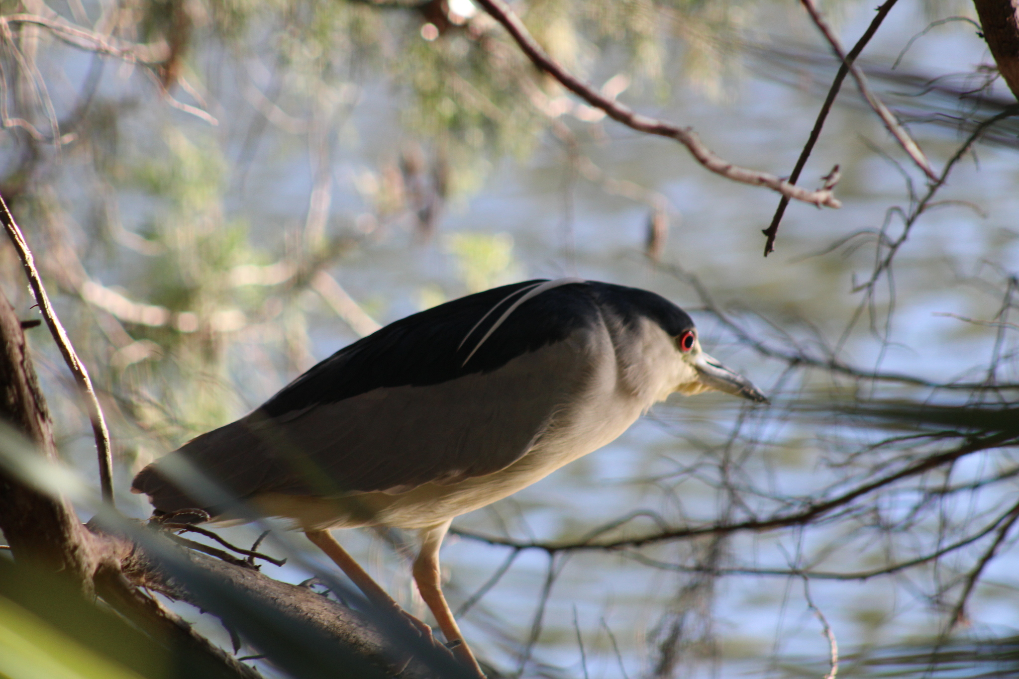 Black-crowned Night Heron (Nycticorax nycticorax), photo 9