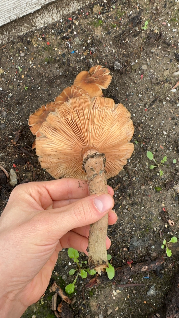 Armillaria mellea · January 2026 · photo: © common_snowball (iNaturalist, cc0)