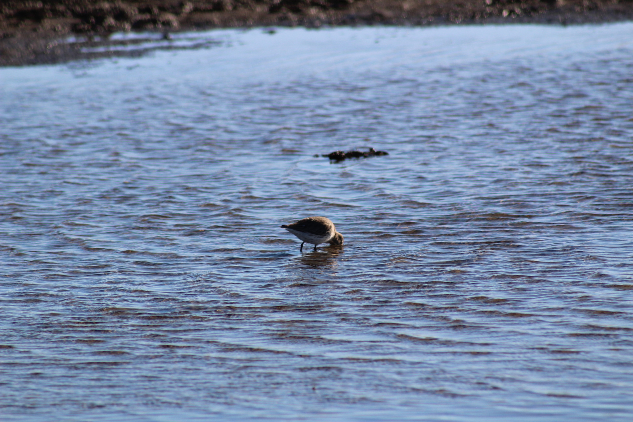 Dunlin (Calidris alpina), photo 10