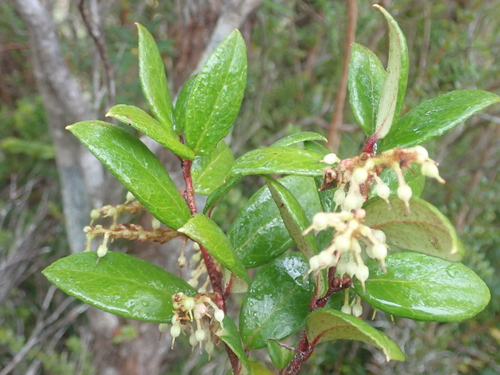 Image of Gaultheria insana by (c) Nolan Exe, some rights reserved (CC BY)