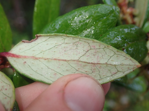 Image of Gaultheria insana by (c) Nolan Exe, some rights reserved (CC BY)