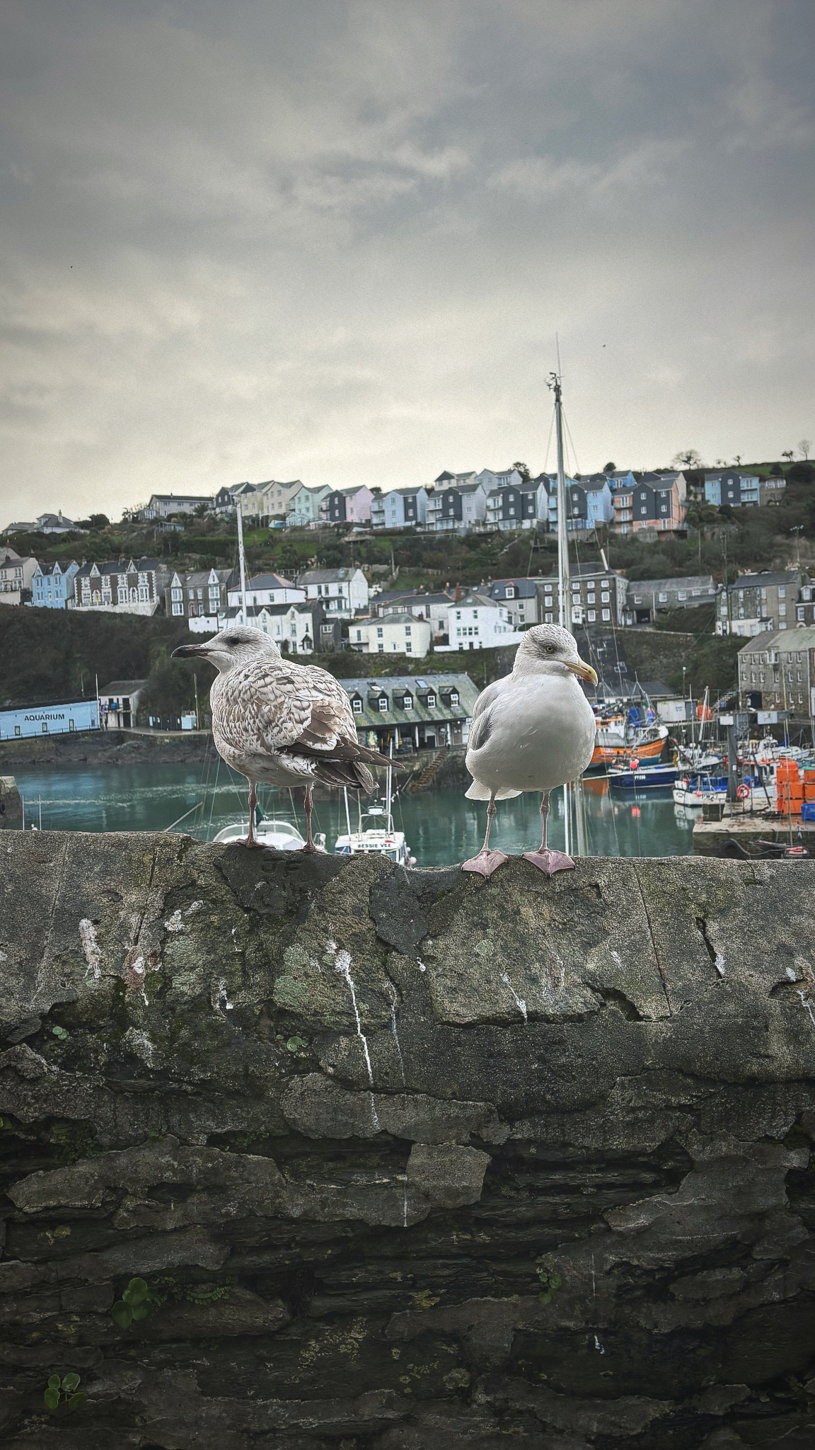 Herring Gull