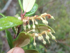 Gaultheria insana