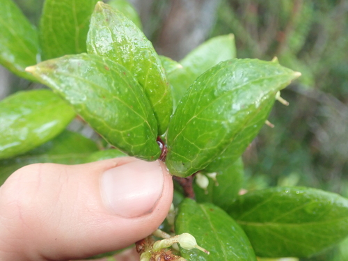 Image of Gaultheria insana by (c) Nolan Exe, some rights reserved (CC BY)