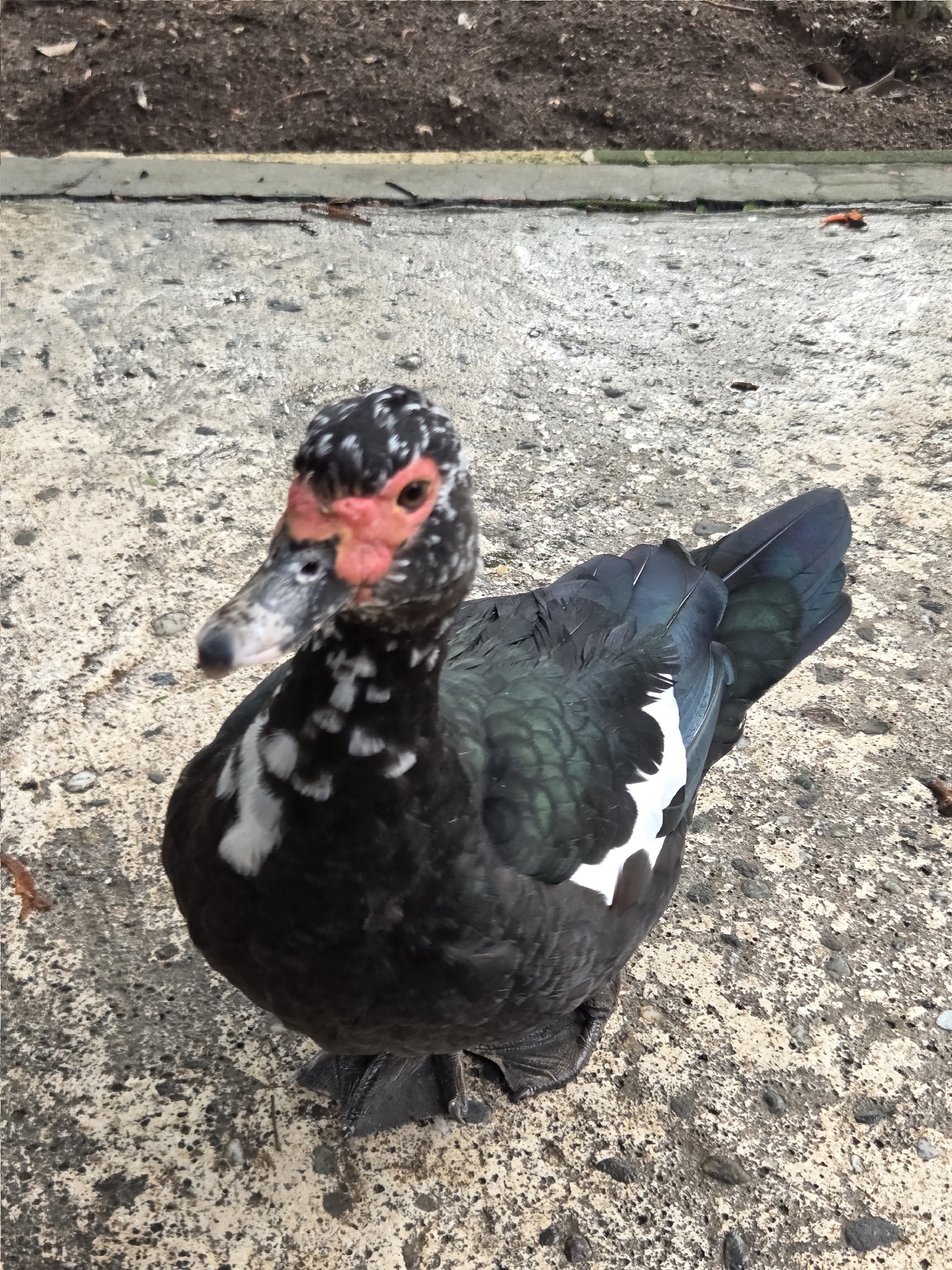 Muscovy Duck (Cairina moschata)