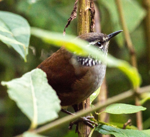 Hermit Wood Wren (Henicorhina anachoreta), photo 5