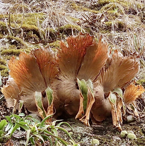 Angola staghorn fern (Platycerium elephantotis)