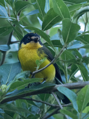 Myioborus flavivertex