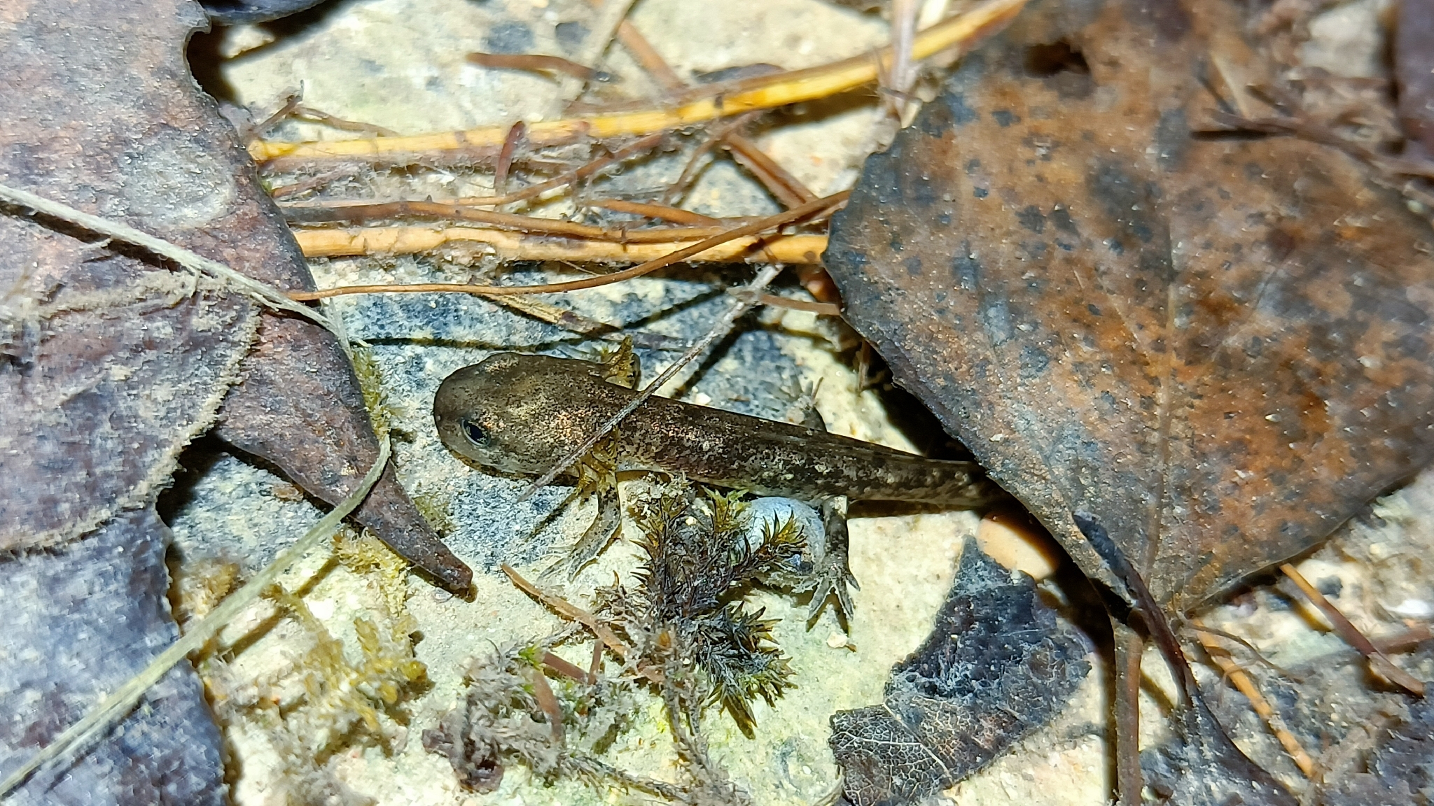 Salamandra salamandra (Linnaeus, 1758)