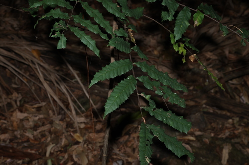 Cupaniopsis newmanii, photograph 1
