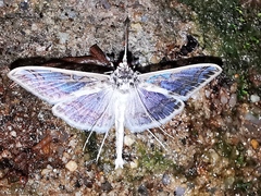 Polythlipta