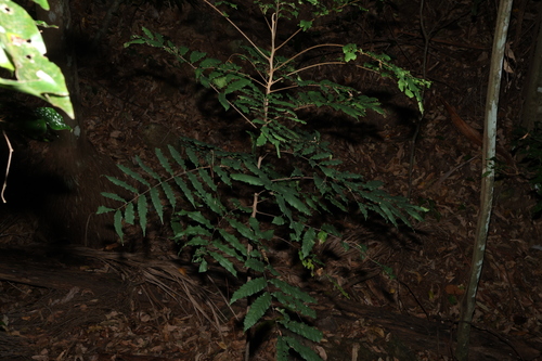 Cupaniopsis newmanii