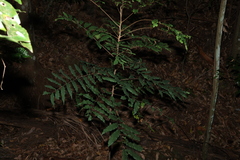 Cupaniopsis newmanii