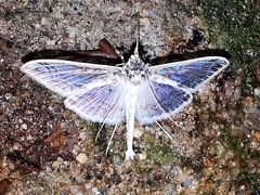 Polythlipta