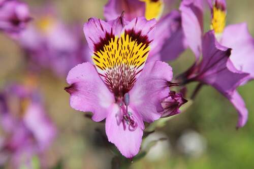 Alstroemeria philippii, photograph 5