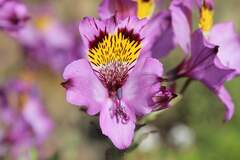 (c) Cesar Ormazabal, some rights reserved (CC BY) Alstroemeria philippii, photograph (c) Cesar Ormazabal, some rights reserved (CC BY)