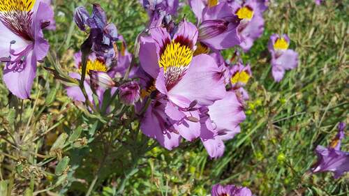 Alstroemeria philippii, photograph 4