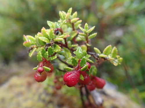 Image of Gaultheria antarctica by (c) Nolan Exe, some rights reserved (CC BY)
