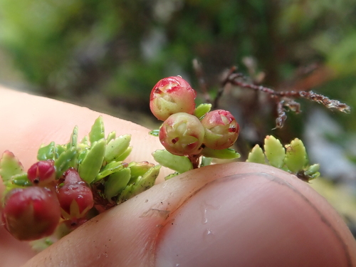 Image of Gaultheria antarctica by (c) Nolan Exe, some rights reserved (CC BY)