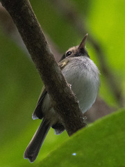 Hemitriccus granadensis