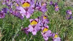 (c) Cesar Ormazabal, some rights reserved (CC BY) Alstroemeria philippii, photograph (c) Cesar Ormazabal, some rights reserved (CC BY)