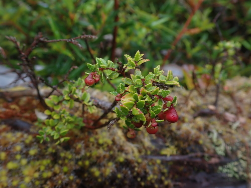 Image of Gaultheria antarctica by (c) Nolan Exe, some rights reserved (CC BY)