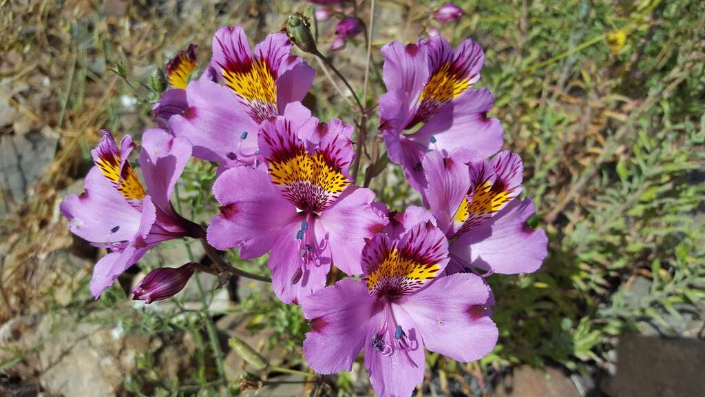 Alstroemeria philippii; photograph (c) Cesar Ormazabal, some rights reserved (CC BY)