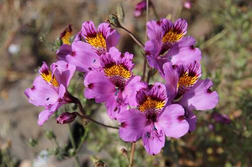 Alstroemeria philippii, photograph 2