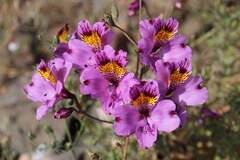 (c) Cesar Ormazabal, some rights reserved (CC BY) Alstroemeria philippii, photograph (c) Cesar Ormazabal, some rights reserved (CC BY)