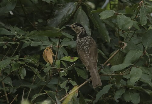 Regent Bowerbird (Sericulus chrysocephalus)