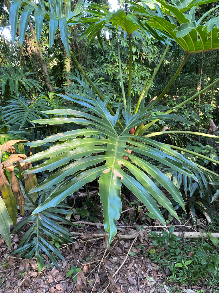 Tree Philodendron