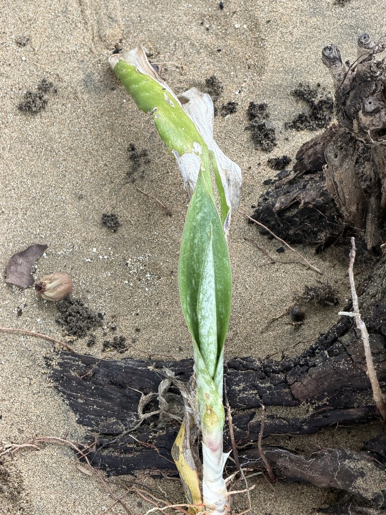 Lưỡi cọp xanh – Dracaena hyacinthoides