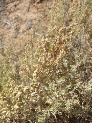 Atriplex paludosa