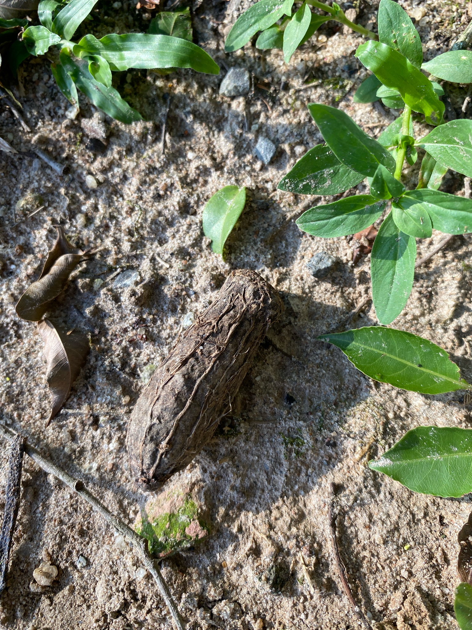 Cariniana Legalis (Cariniana legalis)