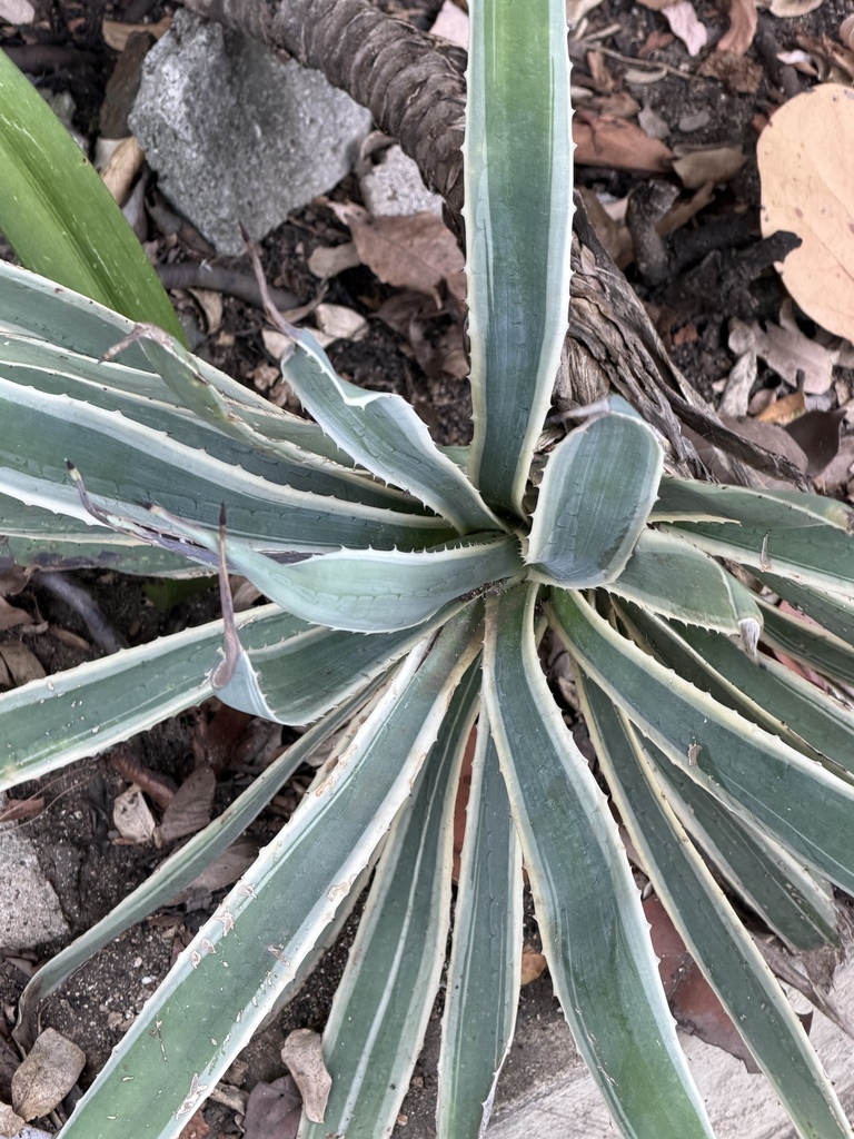 Agao – Agave angustifolia