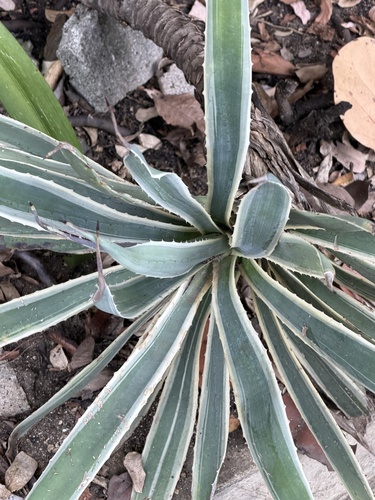 Century Plant (Agave angustifolia)