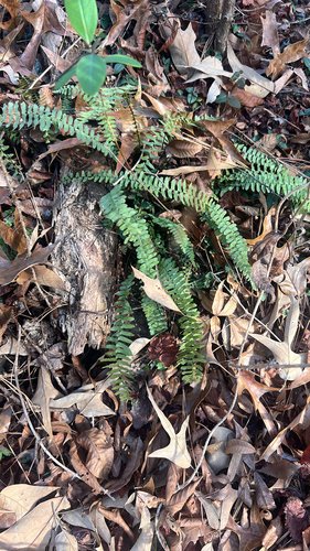Foto de Asplenium platyneuron