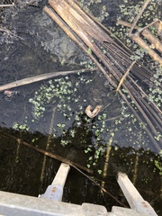 Ranunculus sceleratus sceleratus