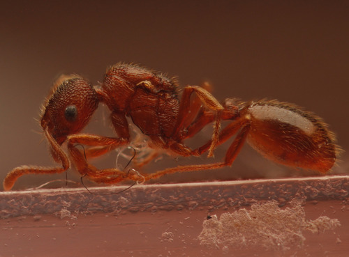 Stenamma westwoodiiStenamma westwoodii