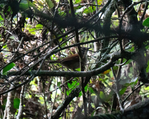 Moustached Wren (Pheugopedius genibarbis), photo 7