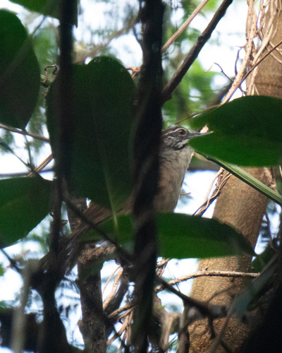 Moustached Wren (Pheugopedius genibarbis), photo 9