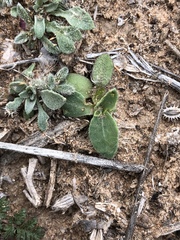 Amblyolepis setigera