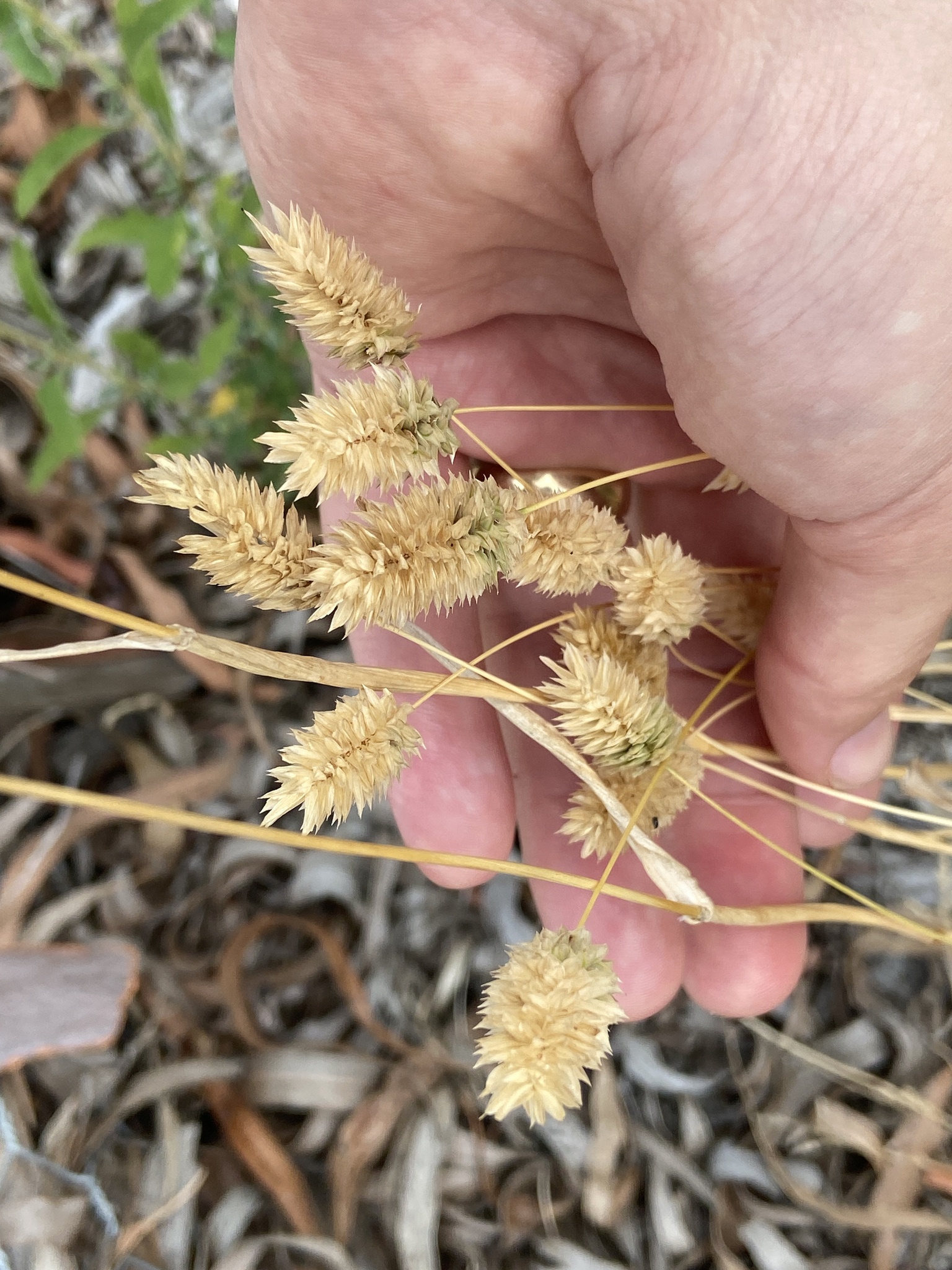 Lesser canary grass